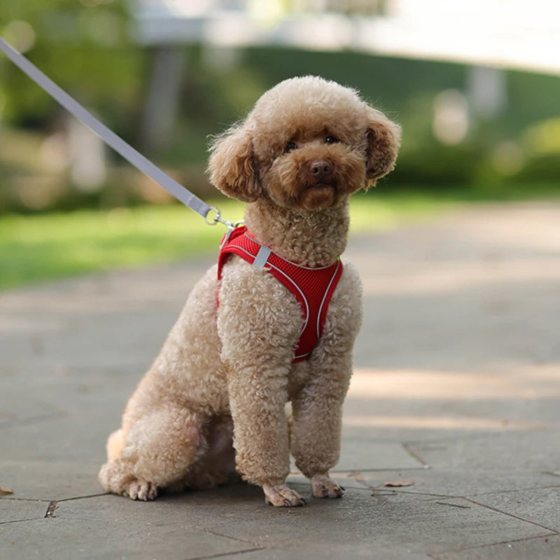 Adjustable Small Harness Leash Set